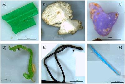 Floating Marine Litter in Eastern Mediterranean From Macro to Microplastics: The Lebanese Coastal Area as a Case Study